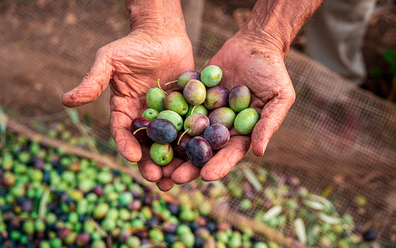 What is the best olive oil? The guide to choosing well