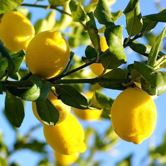 Limoncello from Amalfi Coast